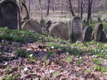 Nowy Winicz - cmentarz ydowski
