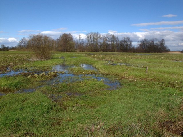 Grodzisko w Giżycach