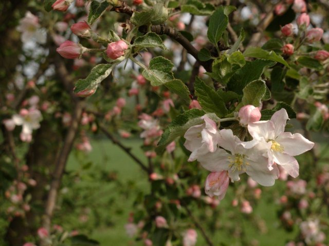 Jabłonka w Sobieszynie